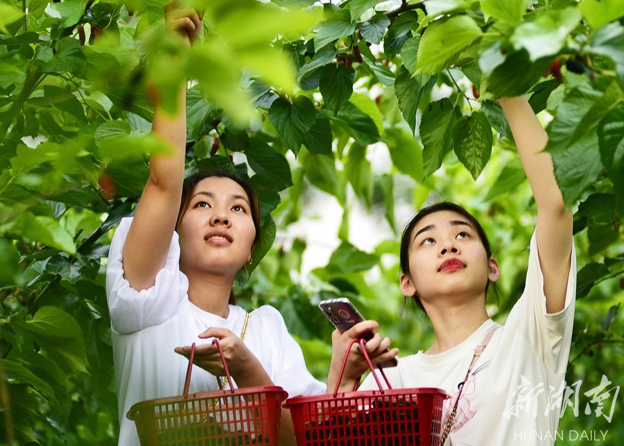 农家乐采摘体验